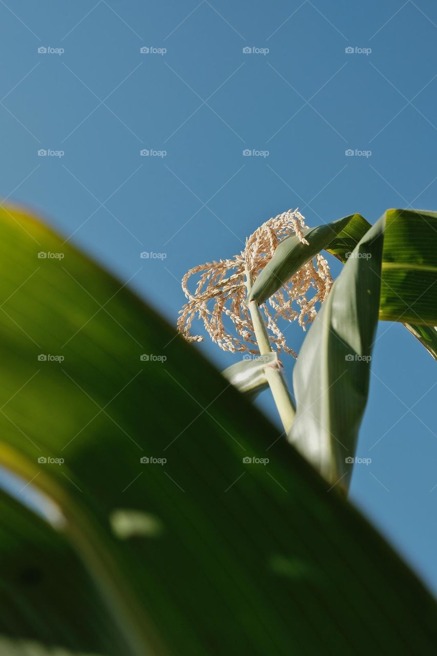 Yellow corn plant