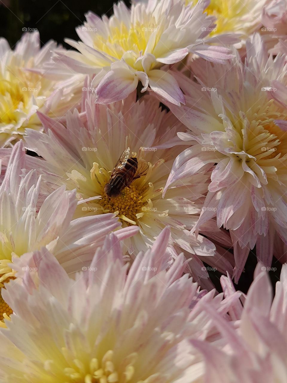 contribution of bees in making world colorful is priceless.