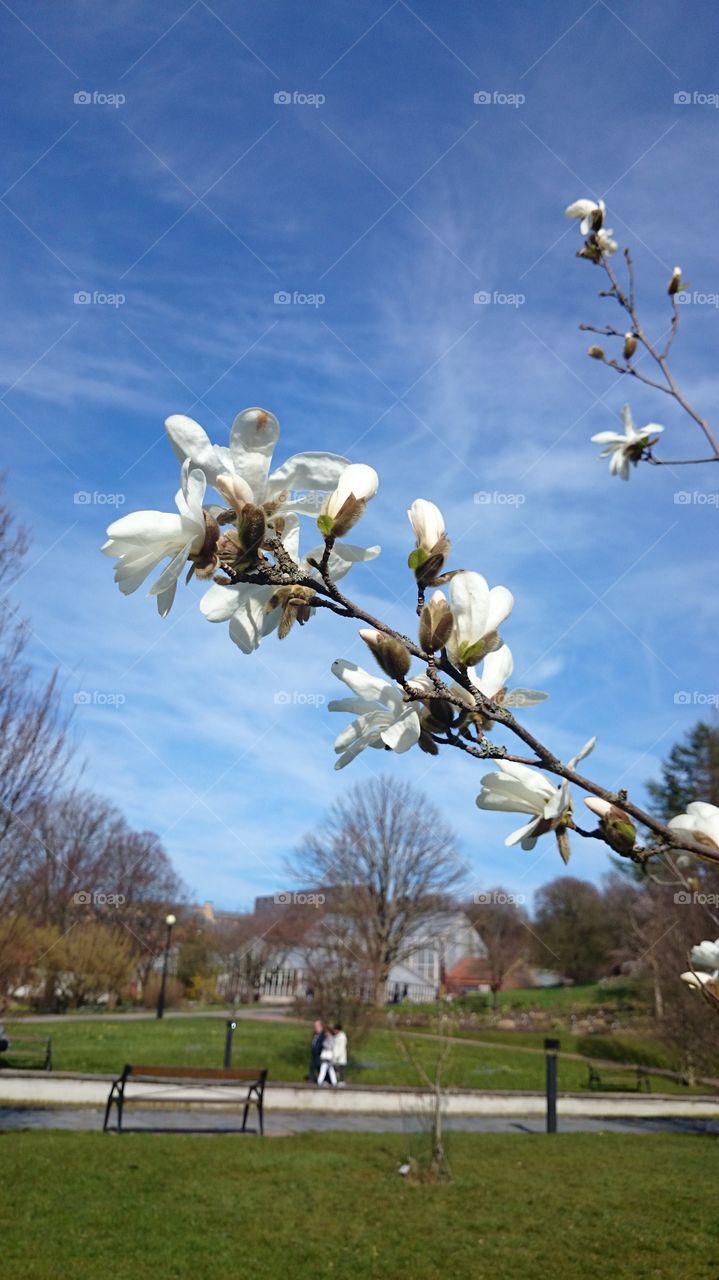 Magnolia  branch blossom
