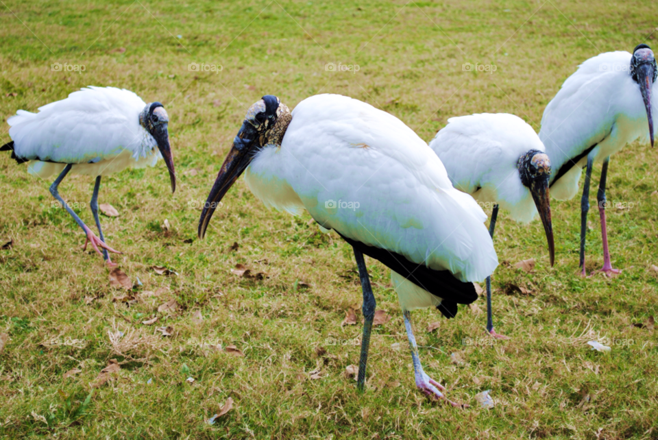 birds bird beak stork by sher4492000