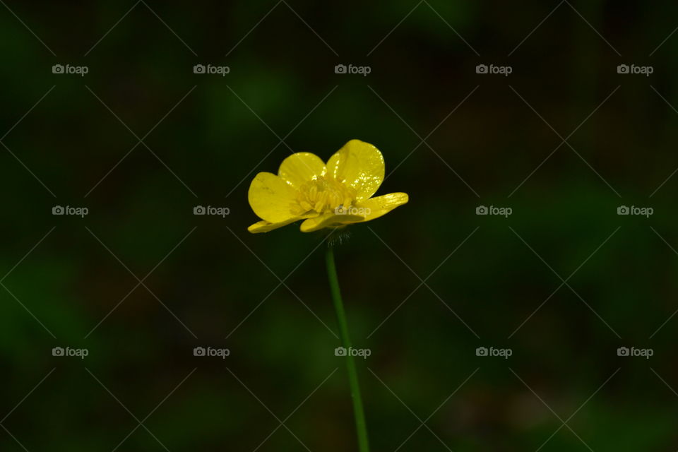 Bright yellow buttercup wildflower macro with blurred background