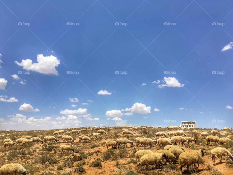 Sheep and clouds 