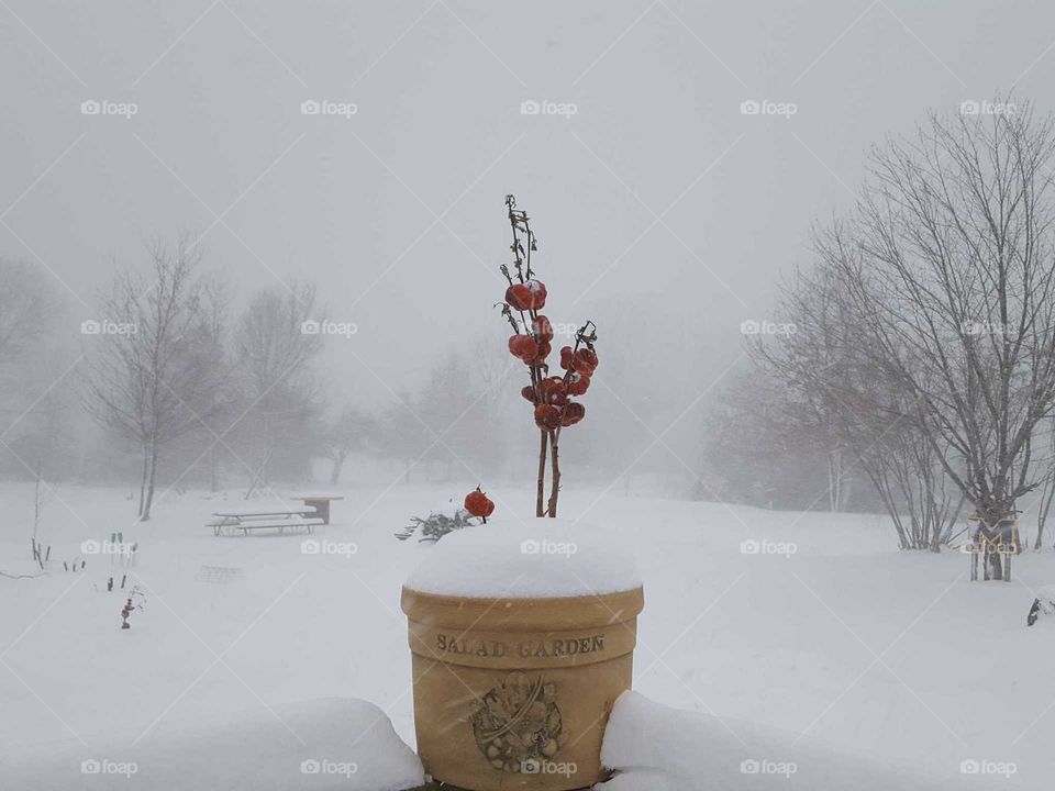 Snow, Winter, Cold, Frost, No Person