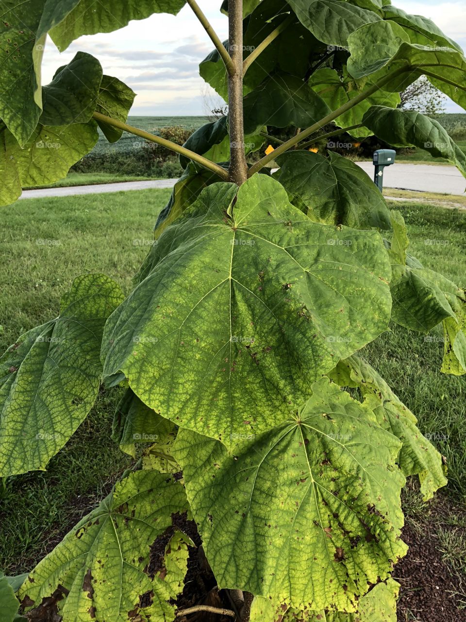 Elephant Ear Plant