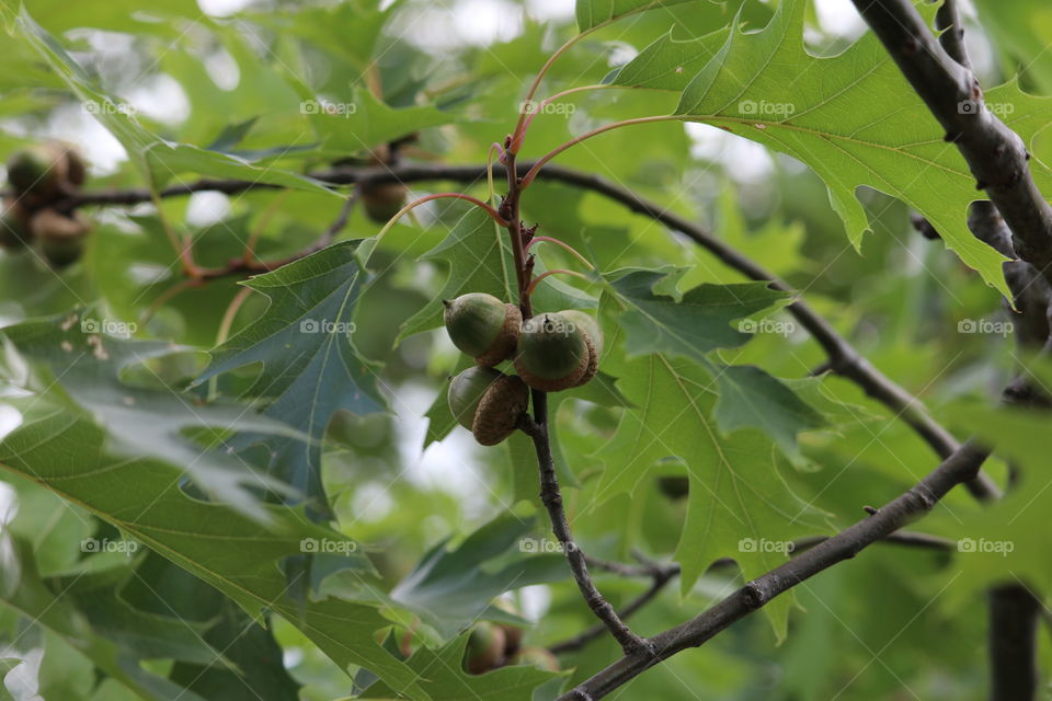 acorns