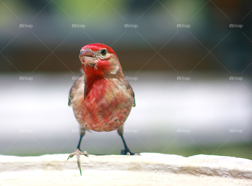 Little Red Bird