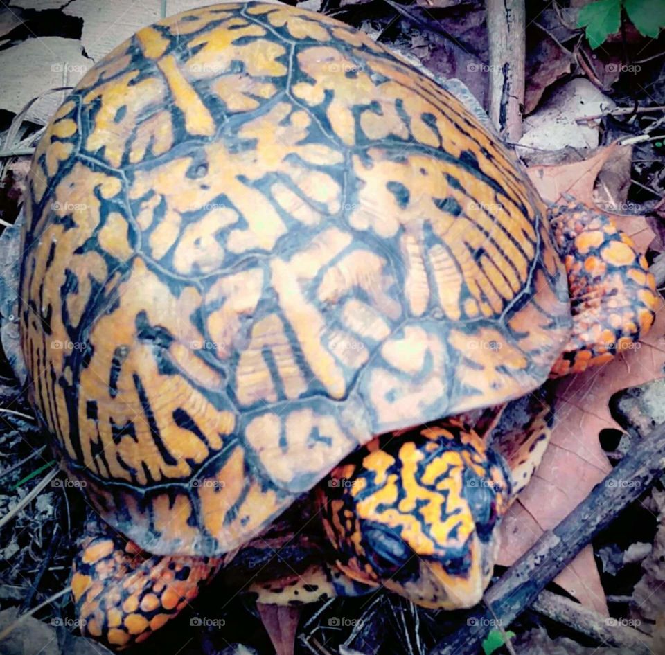 Box turtle in the woods