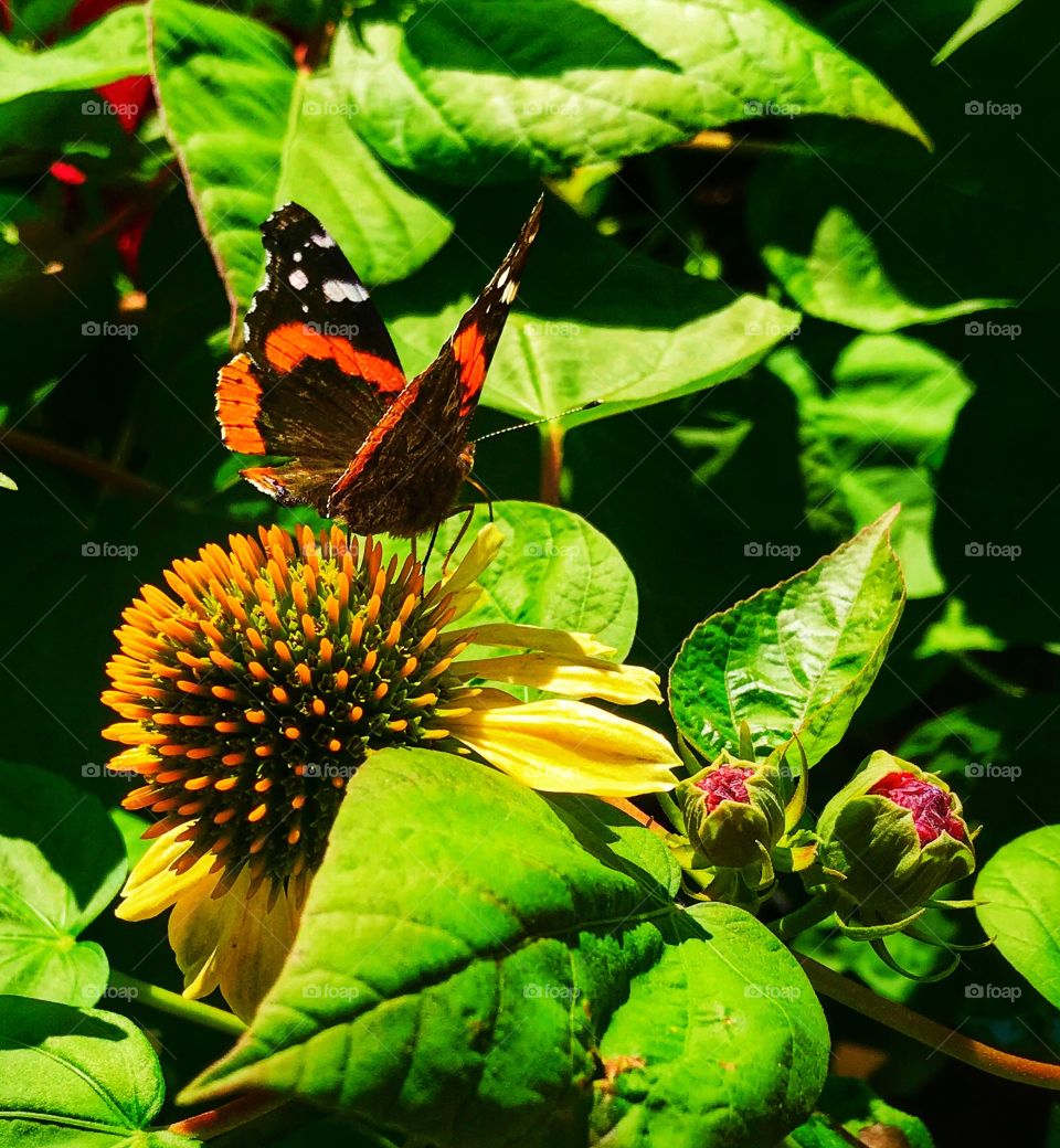 Red admiral butterfly on a yellow cone flower—taken in Ludington, Michigan 