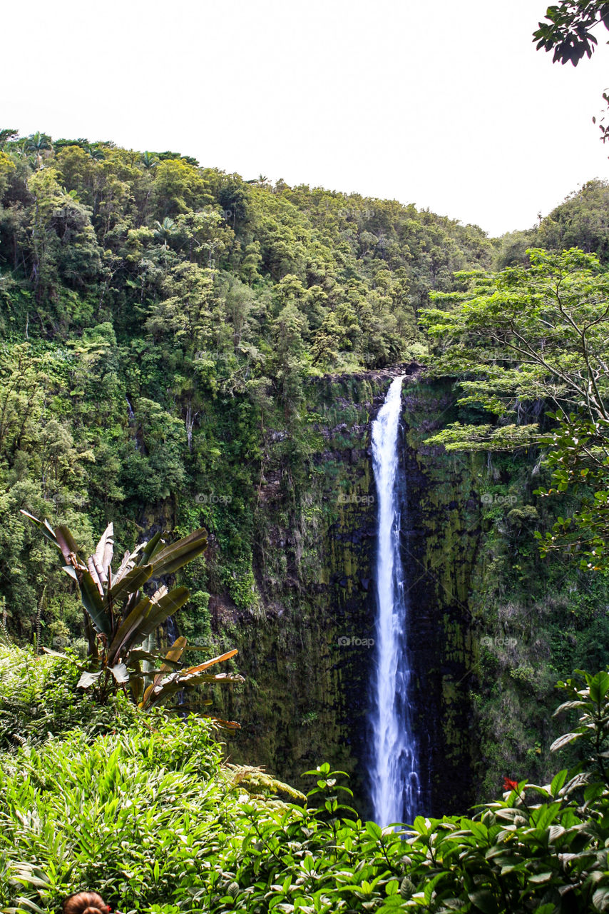 Waterfall near Hilo, Hawaii.