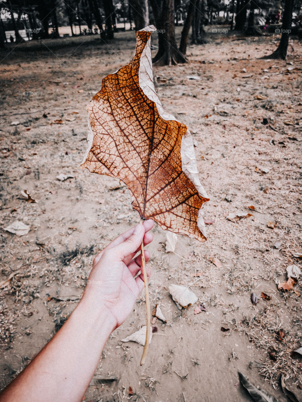 Huge dried leaves 🍂🍁🍃