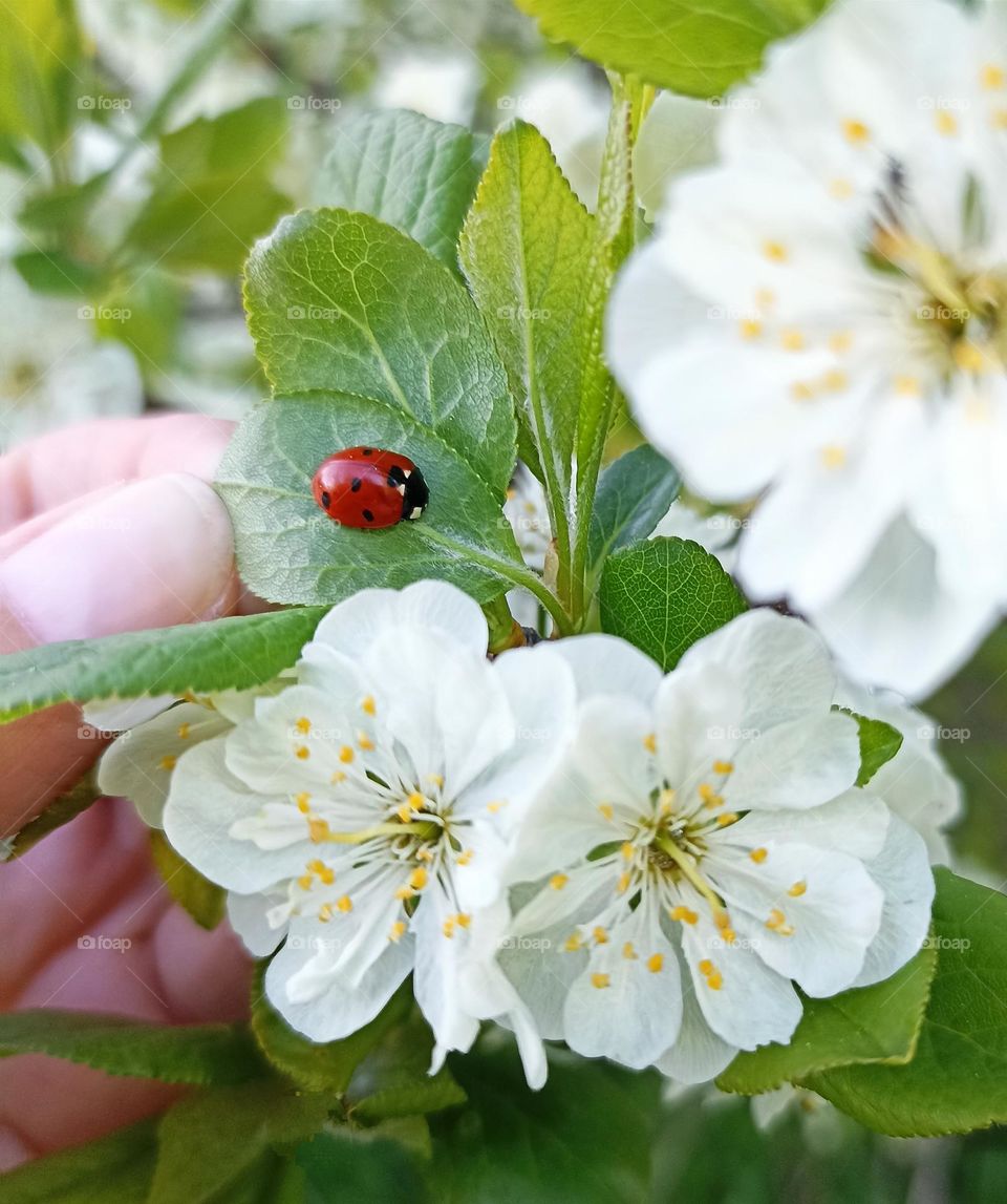 spring nature ladybug and white flowers