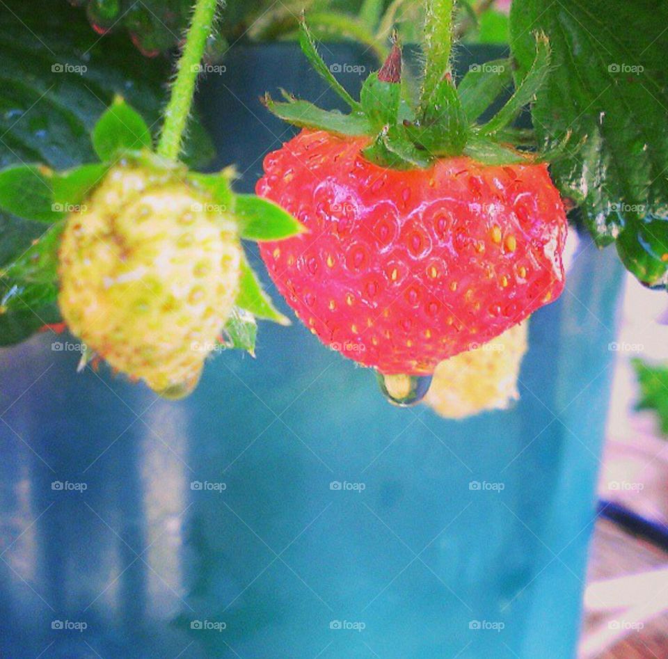 first strawberry plant