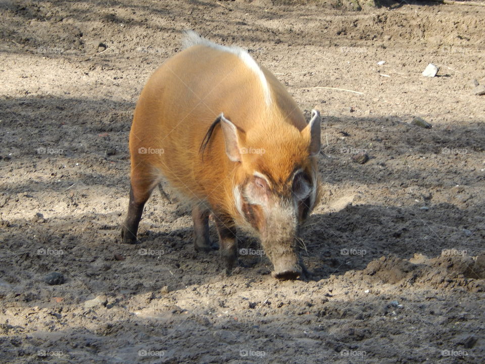 wild boar