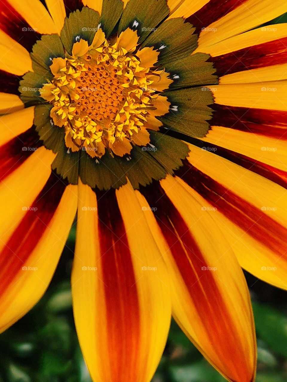 "Nature’s Mandala"