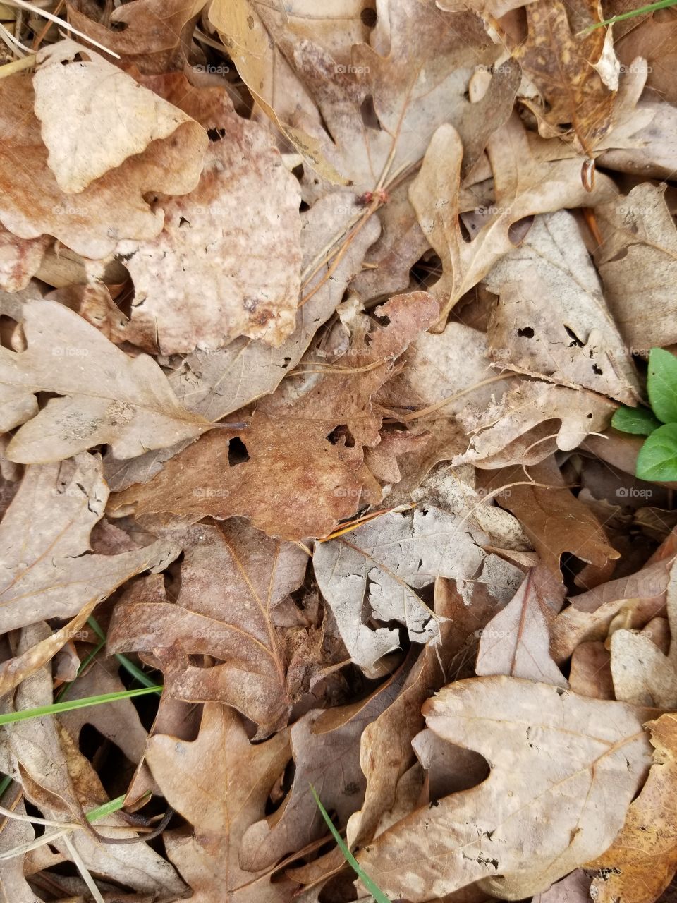 Bunch of brown leaves