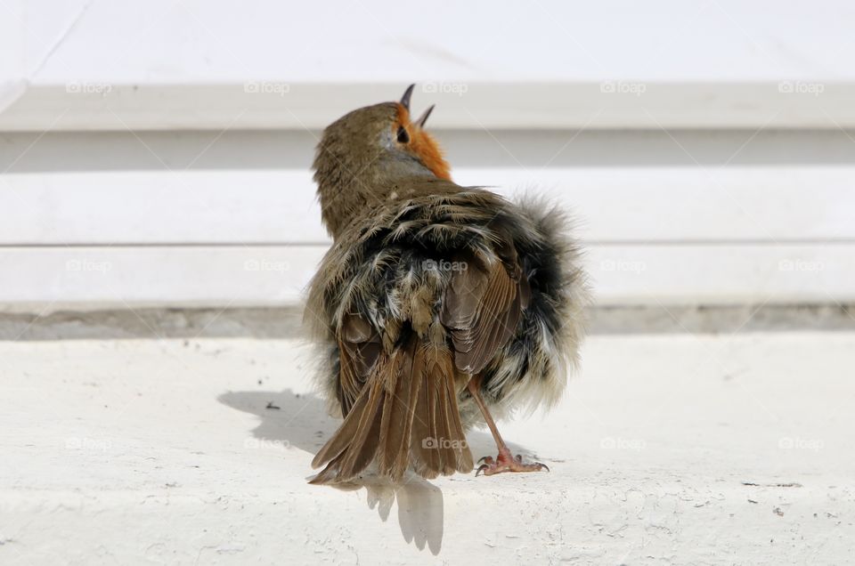 Robin on my window sill ;)