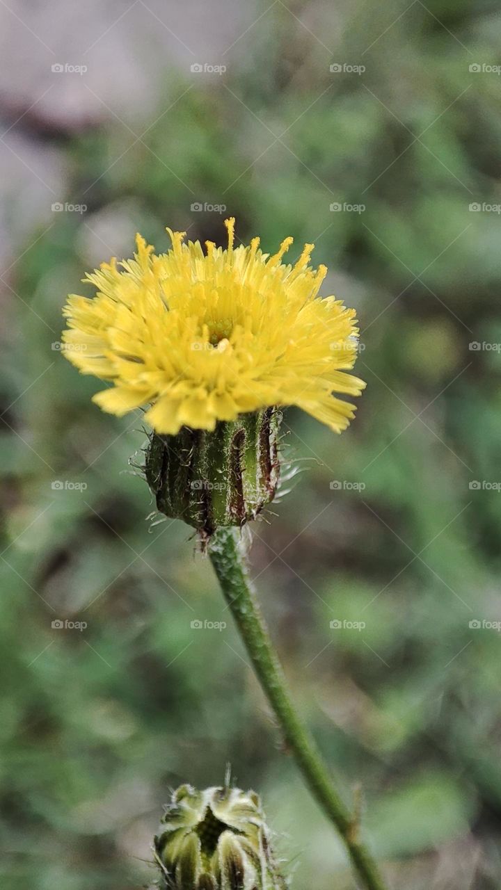Meadow hawkweed