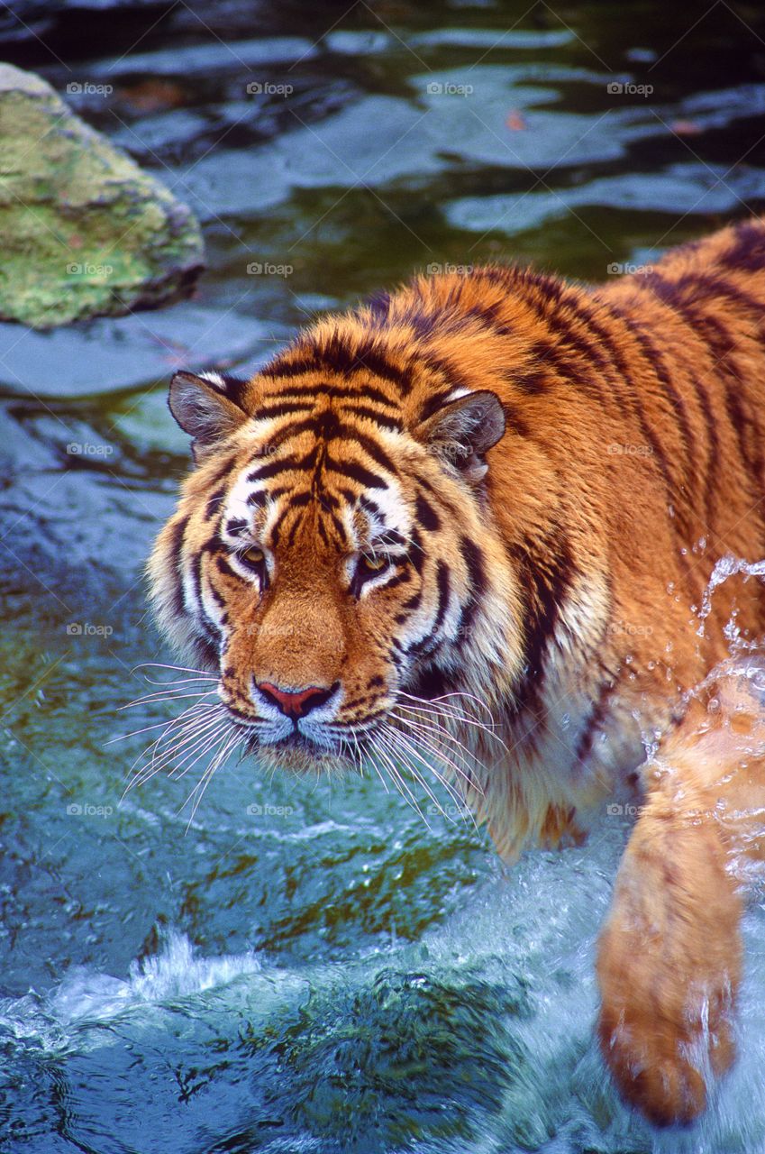 Close-up of a tiger on water