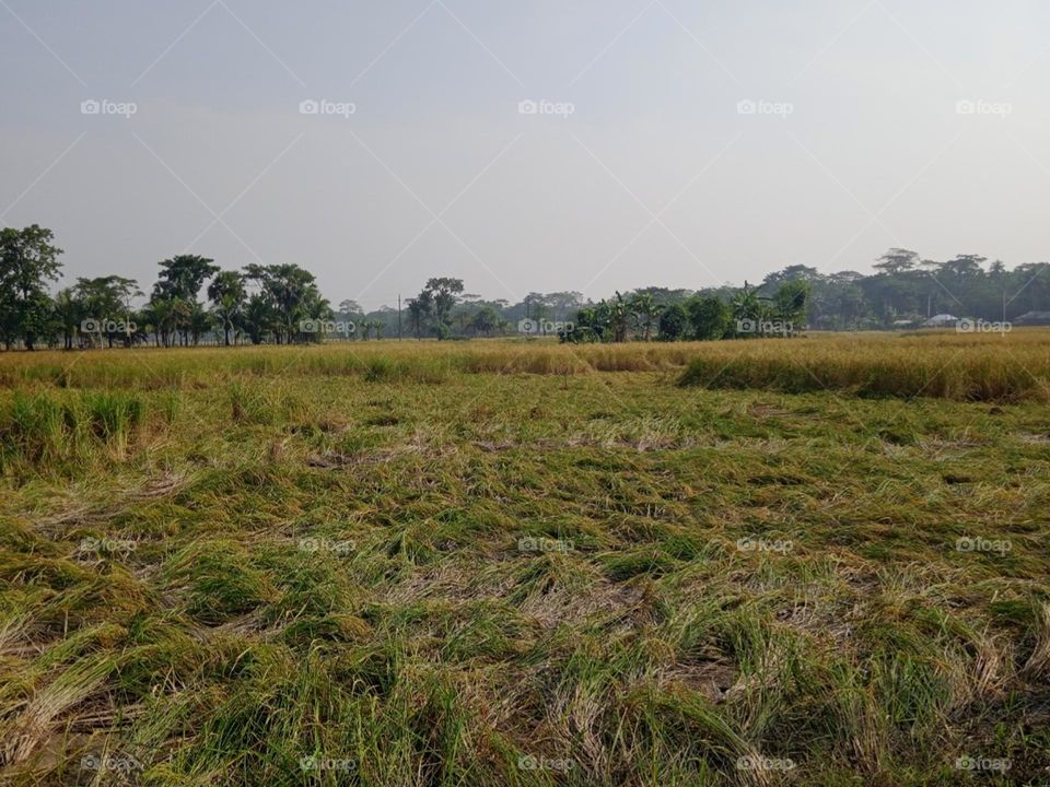 Editors' Choice:Photo of the week