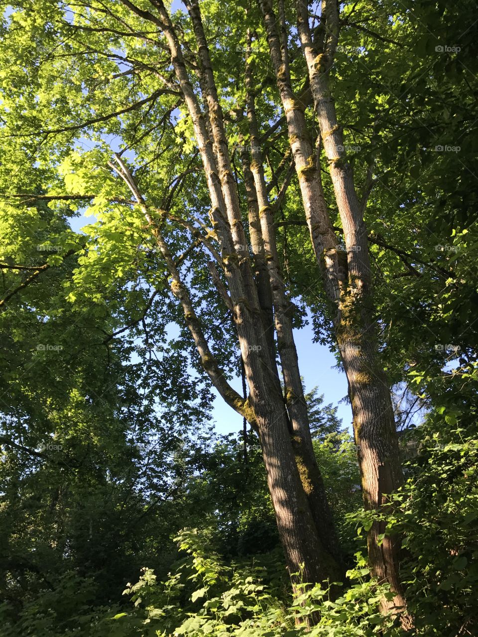 Beautiful sunshine coming through the trees in Washington state