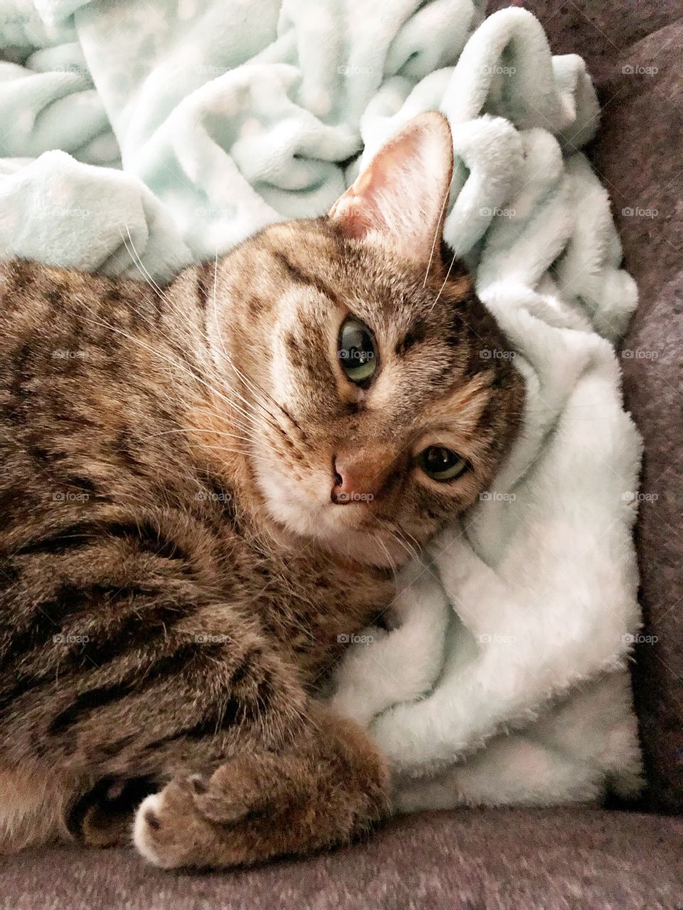 Tabby cat curled up in a blanket comfy kitty 