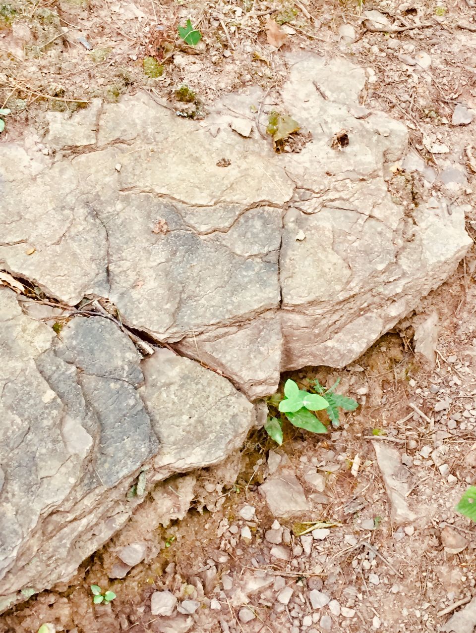 Growth in rocks
Hiking
Pennsylvania 