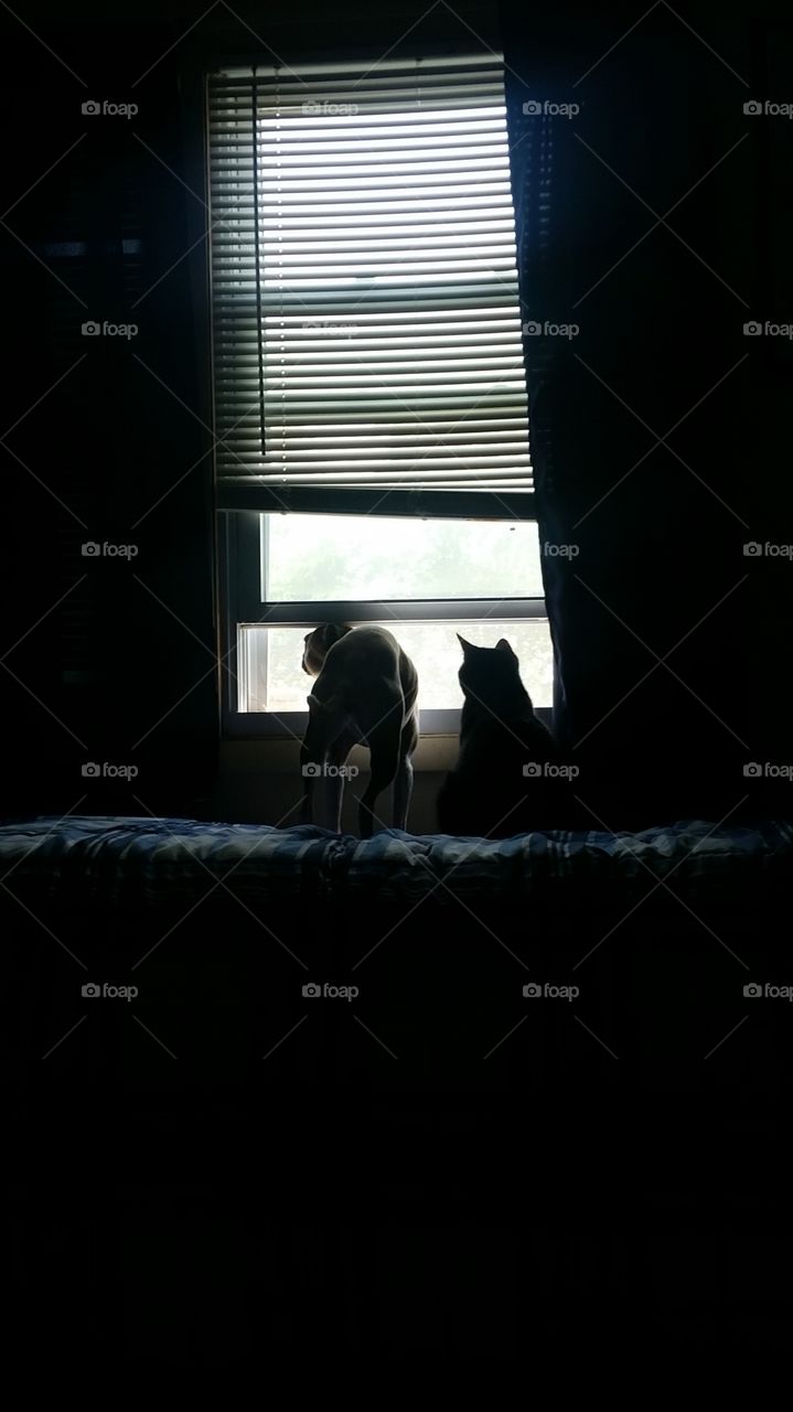 Friends at the window