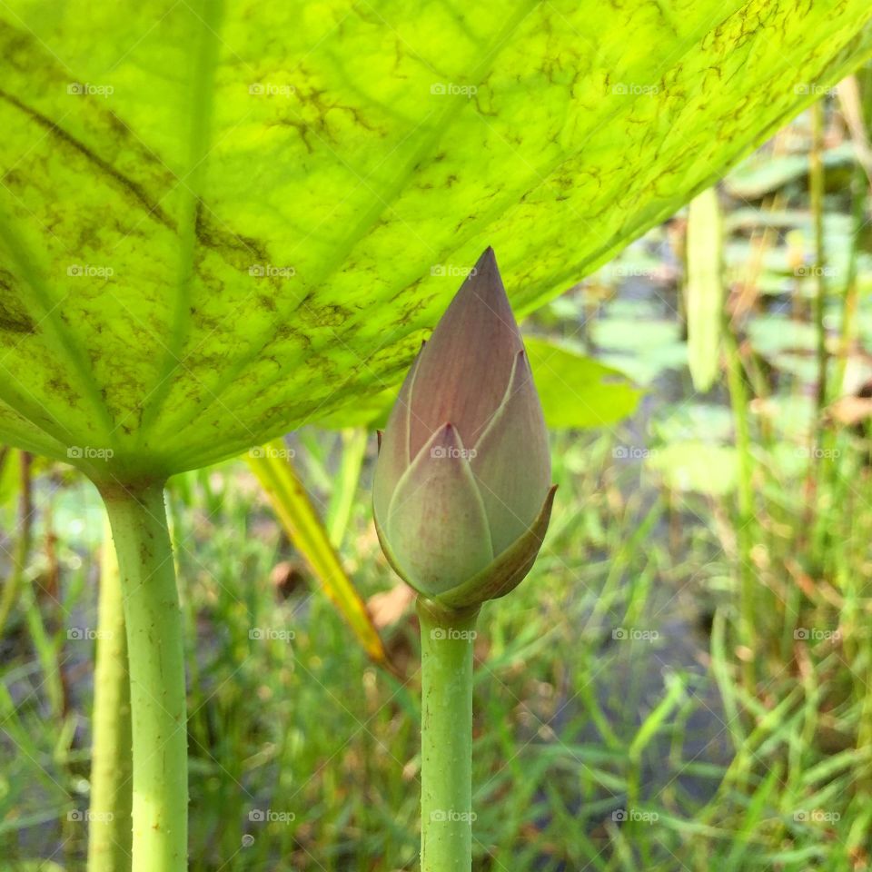 lotus under her leaves