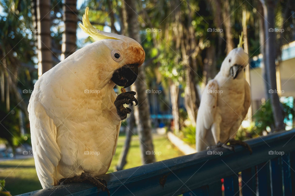 Cheeky cockatoos being treated with granola on my balcony, Daydream Island, Australia 