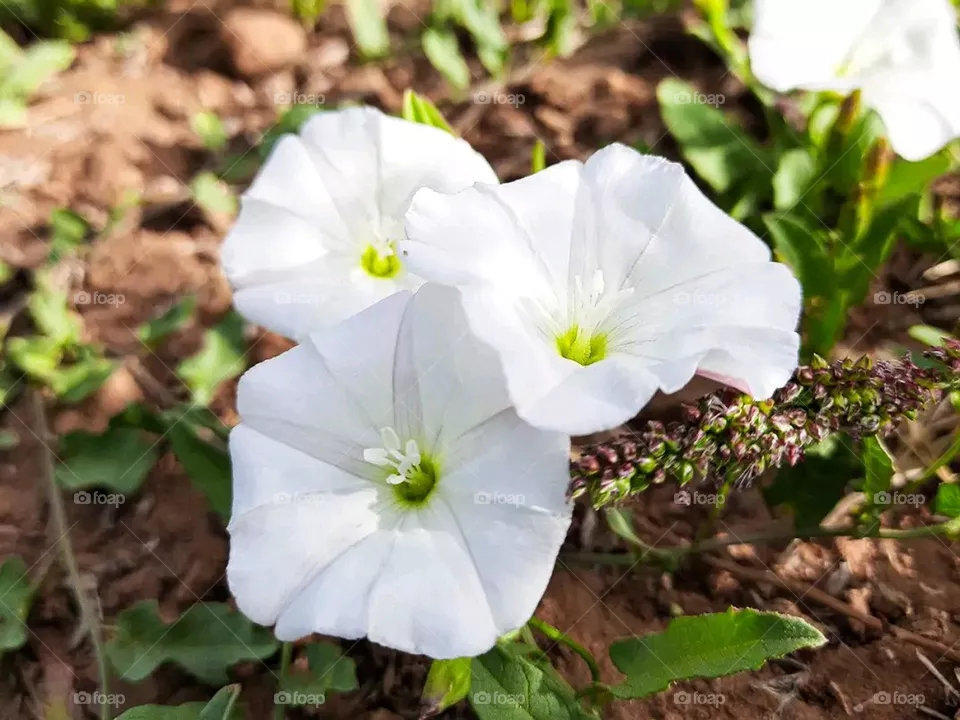 flowers