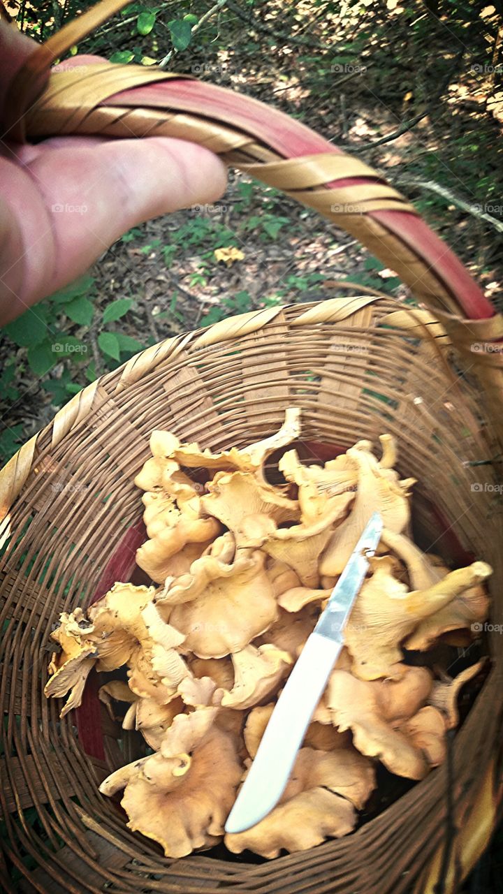 foraging louisiana