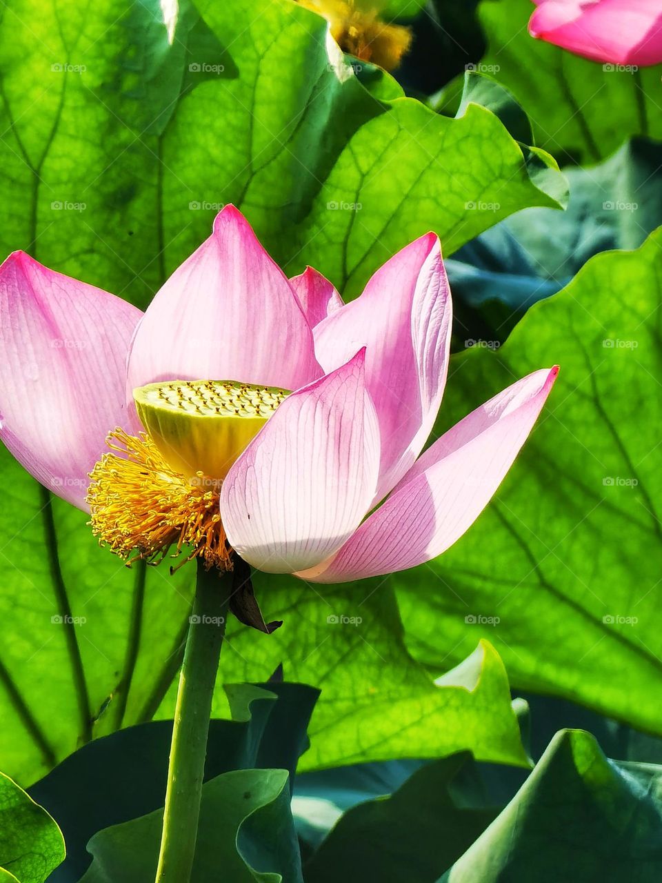 It is the lotus in full bloom, it is a good time for the world.I hope the day is clear, look up to meet all gentle.