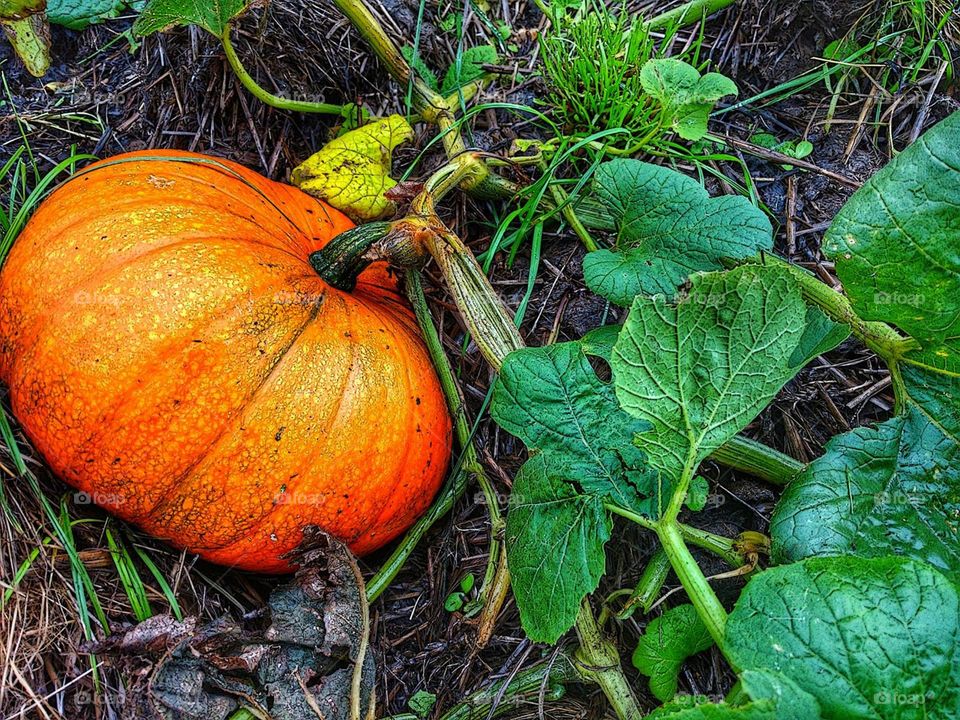 Pumpkin found growing in woodland above Cwmbach, Aberdare (Sept 2018)