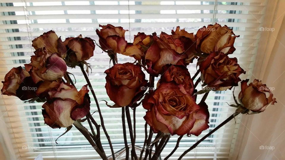 dried roses