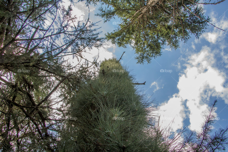 pine damaged by storm