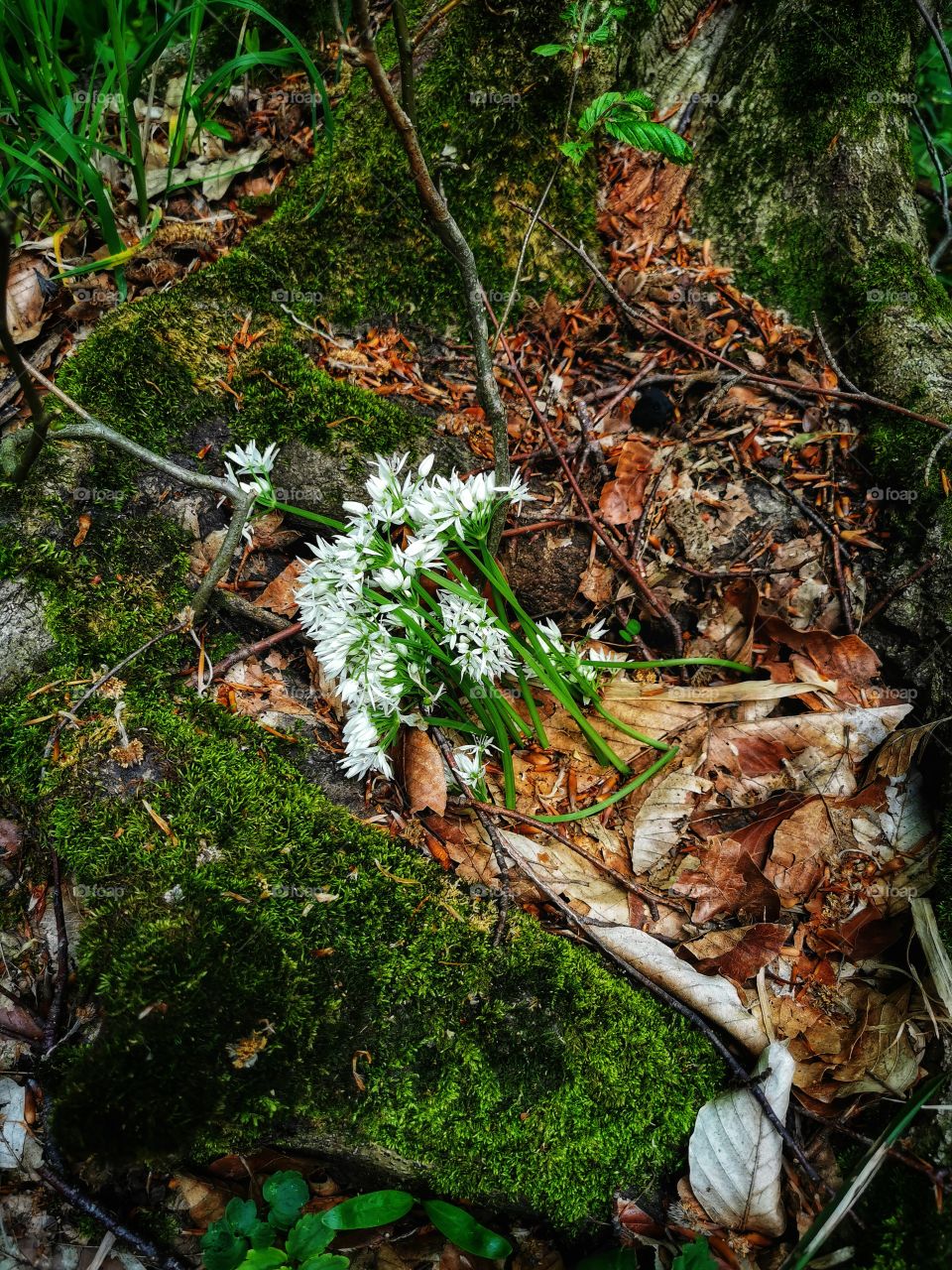 Forest day outdoor nature greens wild forest greens sky clouds moody