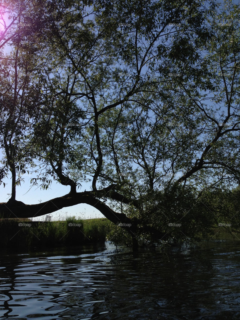 tree water träd vatten by joosse_b