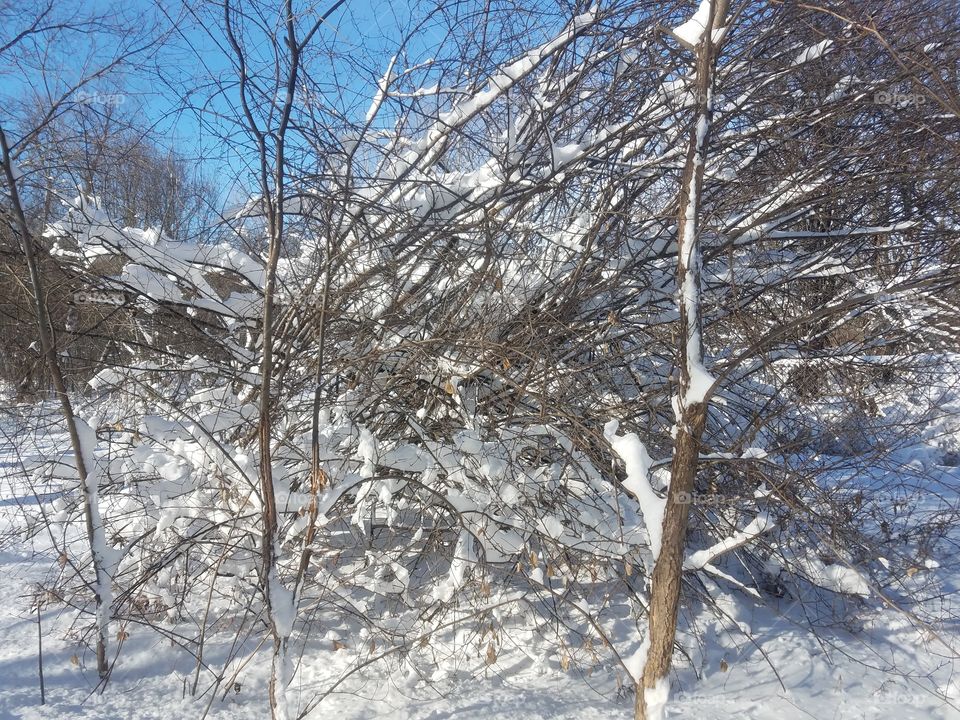 trees aglow with snow