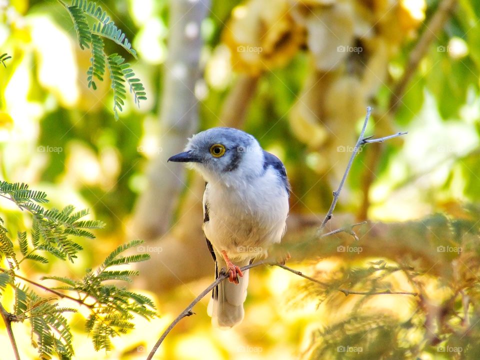 Beautiful bird in a tree sitting on a branch