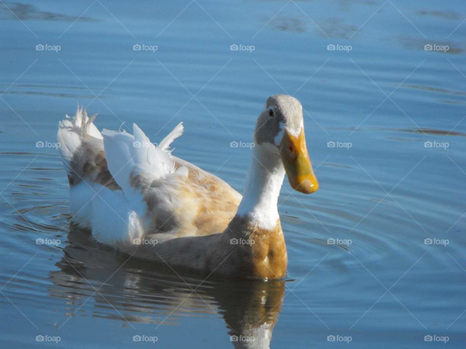 Swimming duck