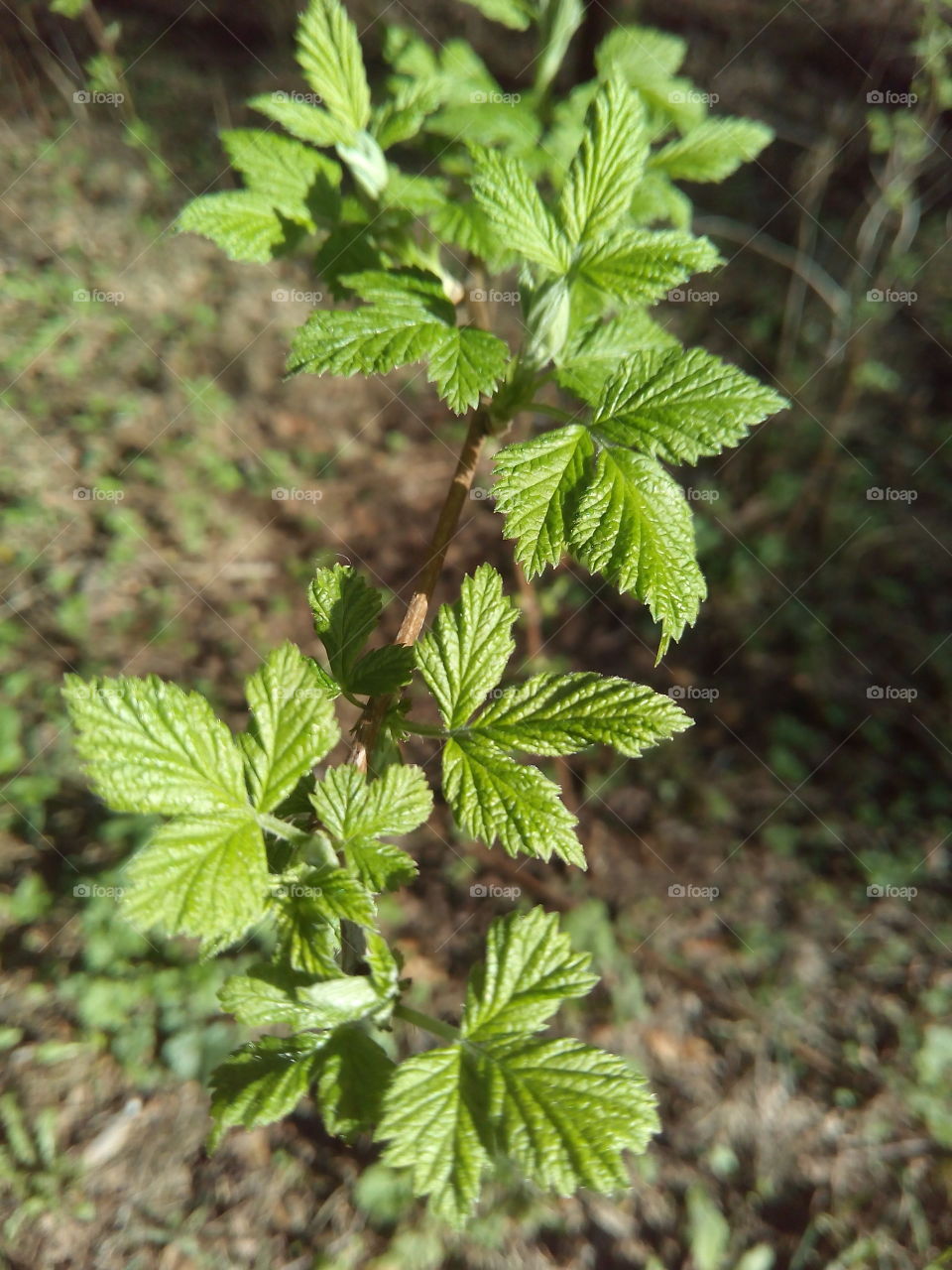 Close-up of plant