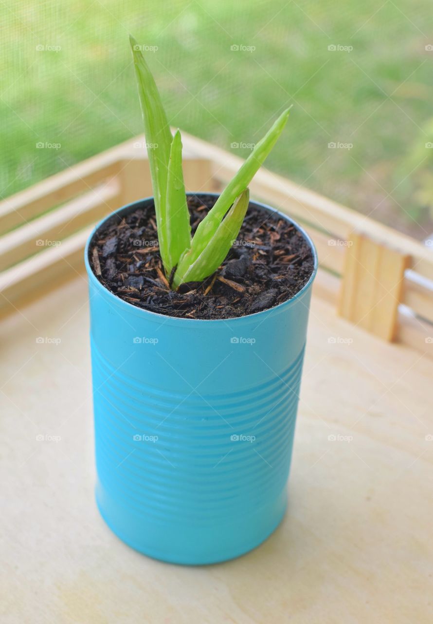 an aloe vera succulent plant is potted in a metal turquoise can sitting on a wooden table with a bright outside background