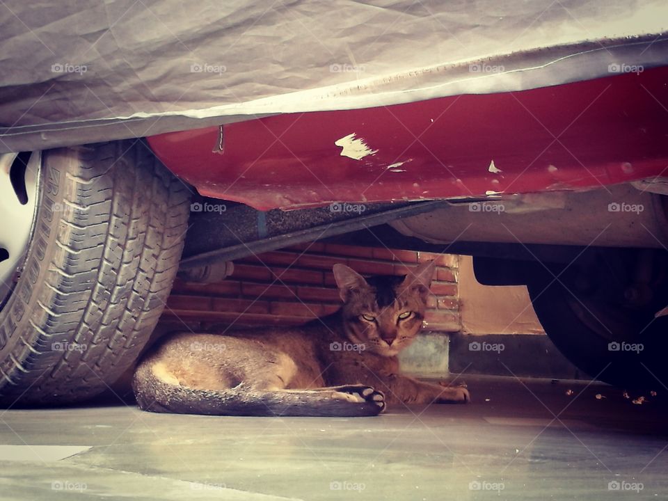 cute kitten sitting under car having rest