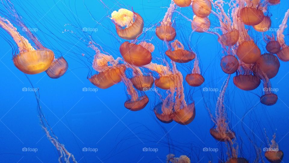 Jellyfish