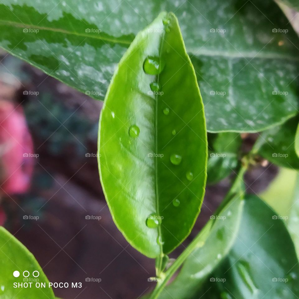 green leaves and droplets on it.