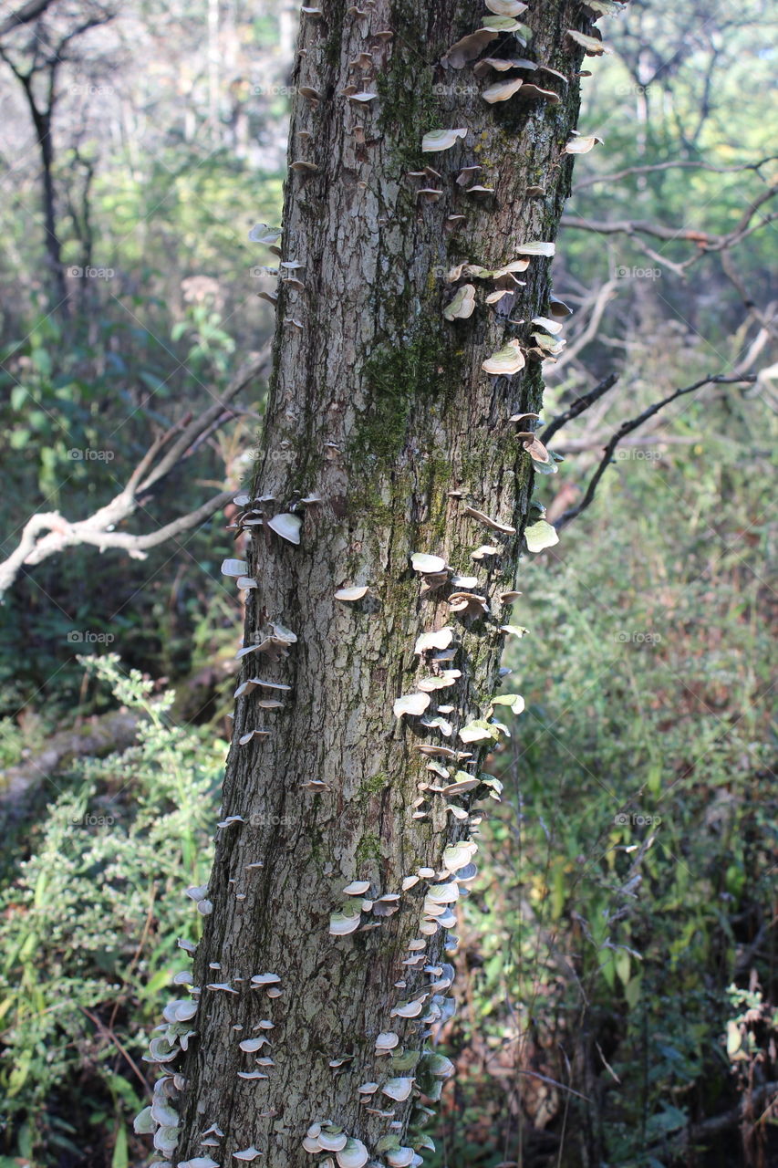 Growth on a tree