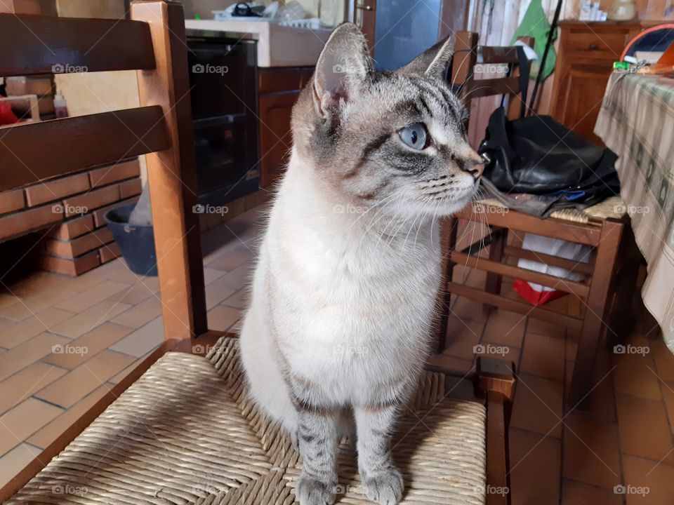 my wonderful cat with her light blue eyes