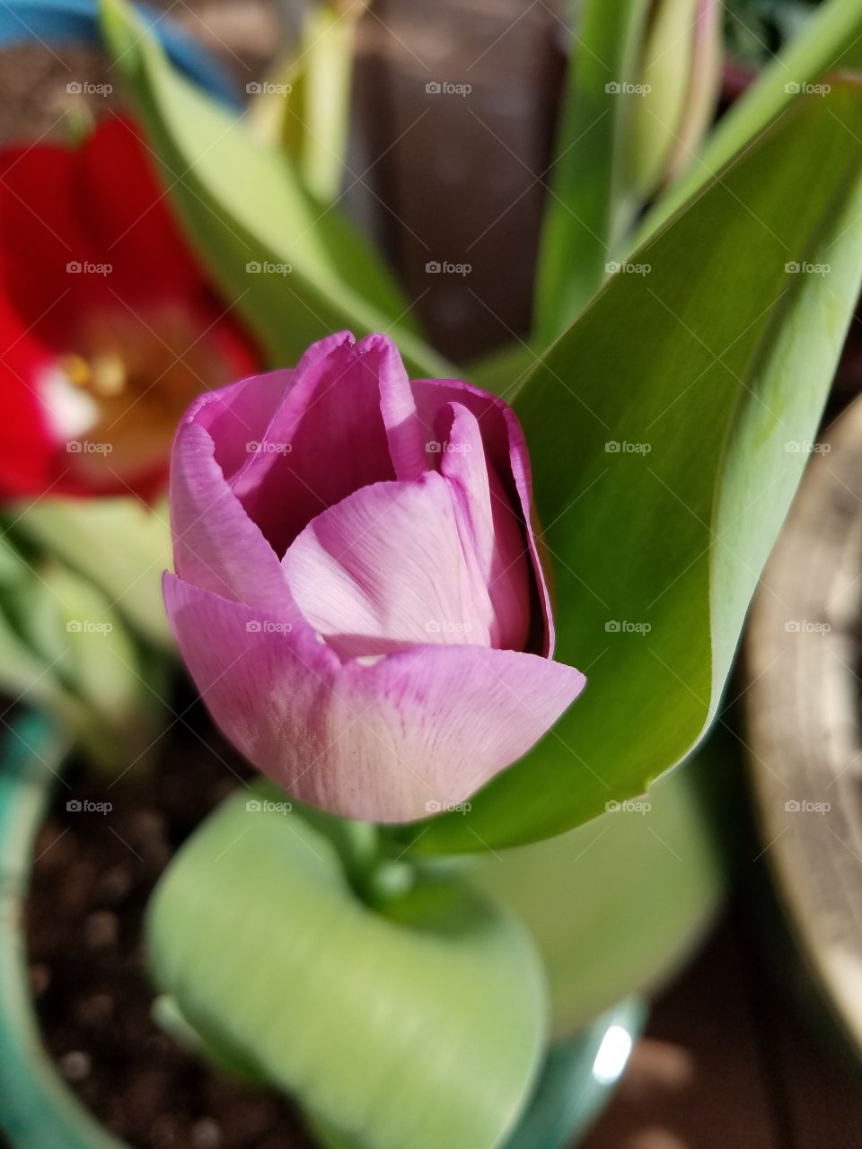 A purple tulip beginning to bloom.