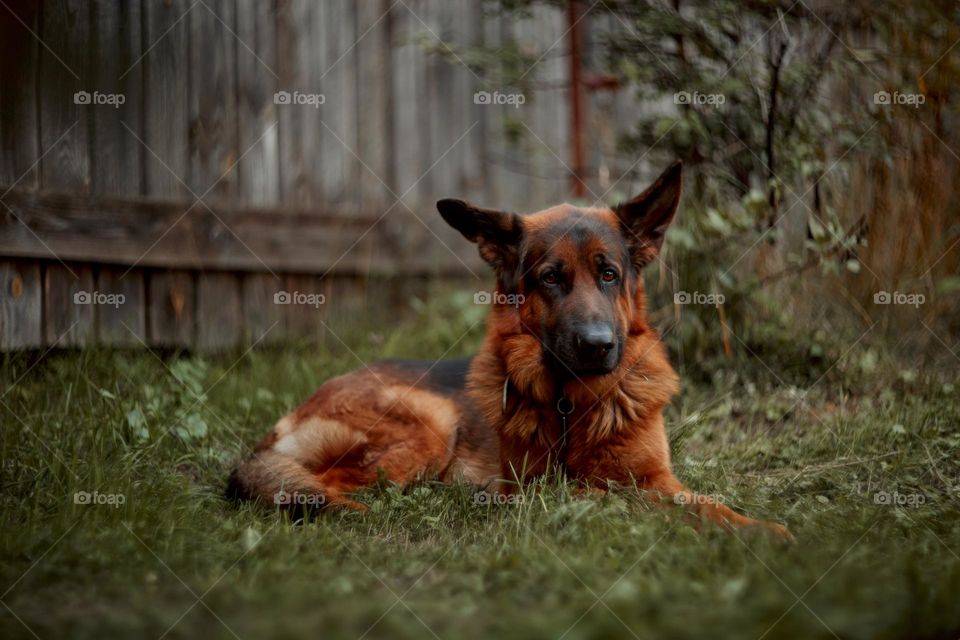 German shepherd dog outdoor portrait 