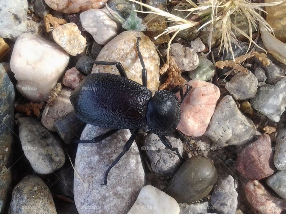 Rock beetle